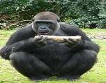 Результат пошуку зображень за запитом "горила"